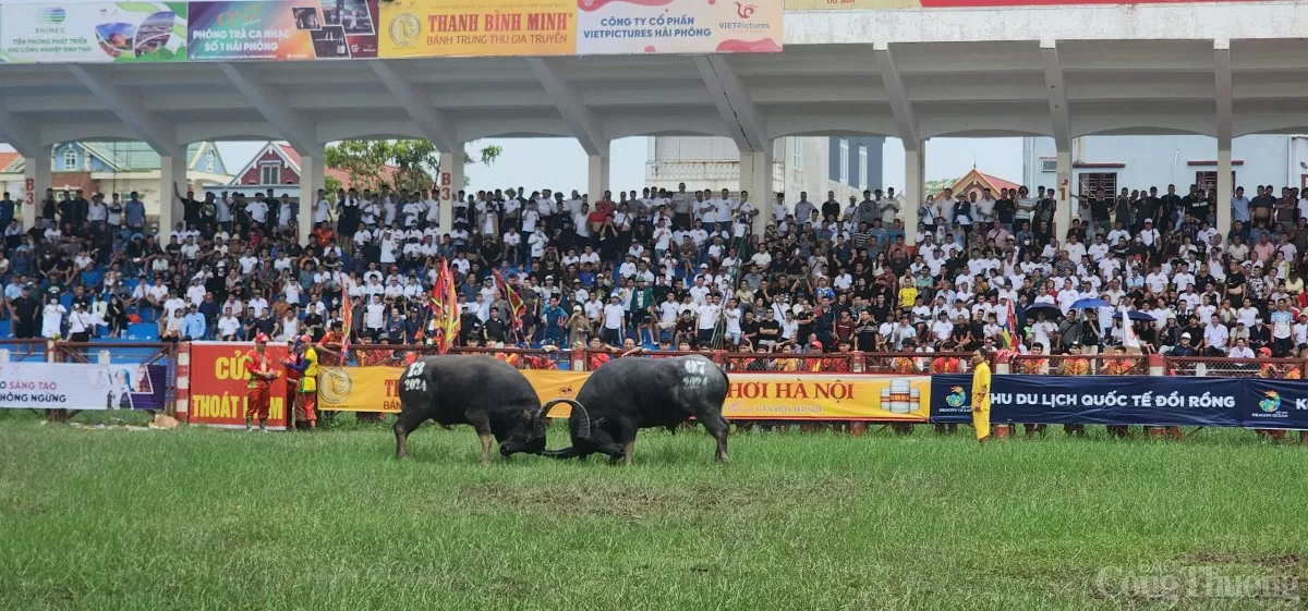 Lễ hội chọi trâu truyền thống Đồ Sơn năm 2024: Kịch tính 7 phút “ông trâu' số 04 giành chức vô địch