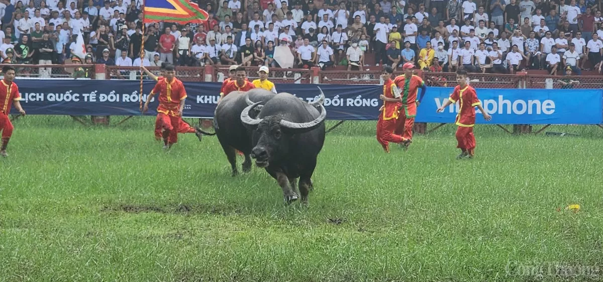 Lễ hội chọi trâu truyền thống Đồ Sơn năm 2024: Kịch tính 7 phút “ông trâu' số 04 giành chức vô địch