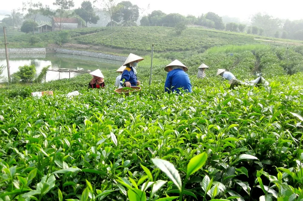 Hỗ trợ bảo vệ thương hiệu chè Tân Cương, giữ gìn danh xưng 'đệ nhất trà'