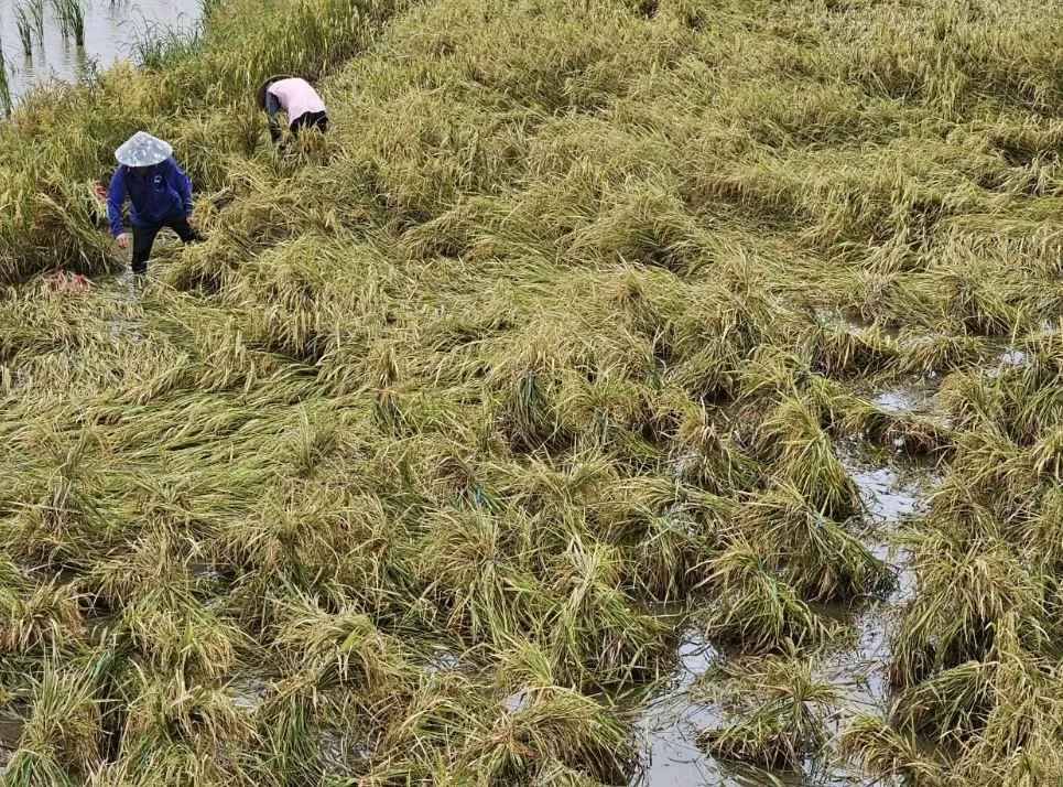 ông dân phải gom lúa buộc lại thành từng chùm để bông lúa không bị ngập nước, tránh thiệt hại.