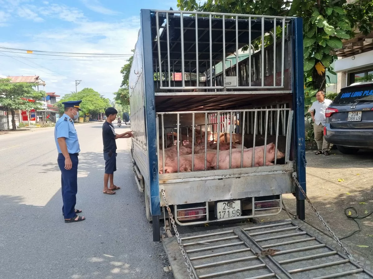 Thái Nguyên: Phát hiện gần 800 kg lợn chết, lợn bị nhiễm bệnh đang trên đường đi tiêu thụ