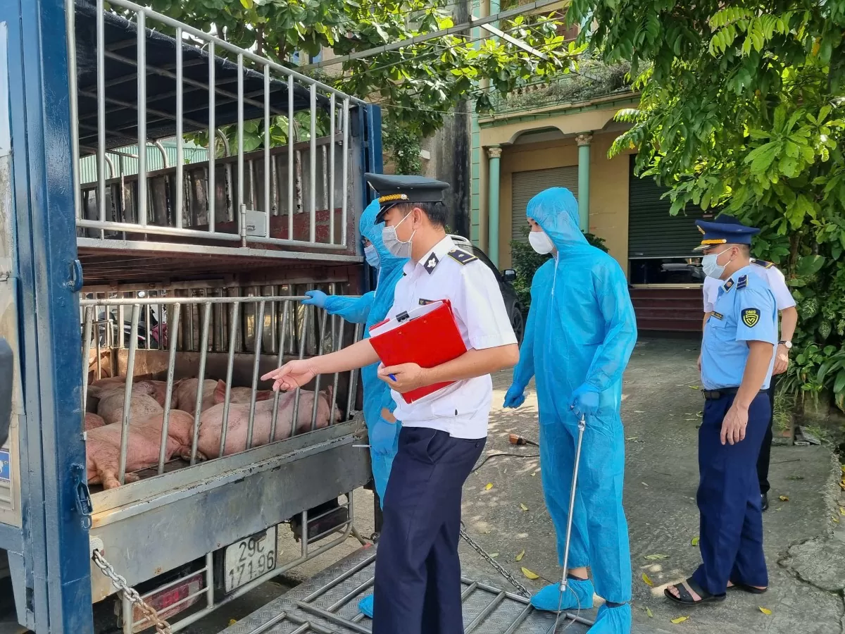 Thái Nguyên: Phát hiện gần 800 kg lợn chết, lợn bị nhiễm bệnh đang trên đường đi tiêu thụ