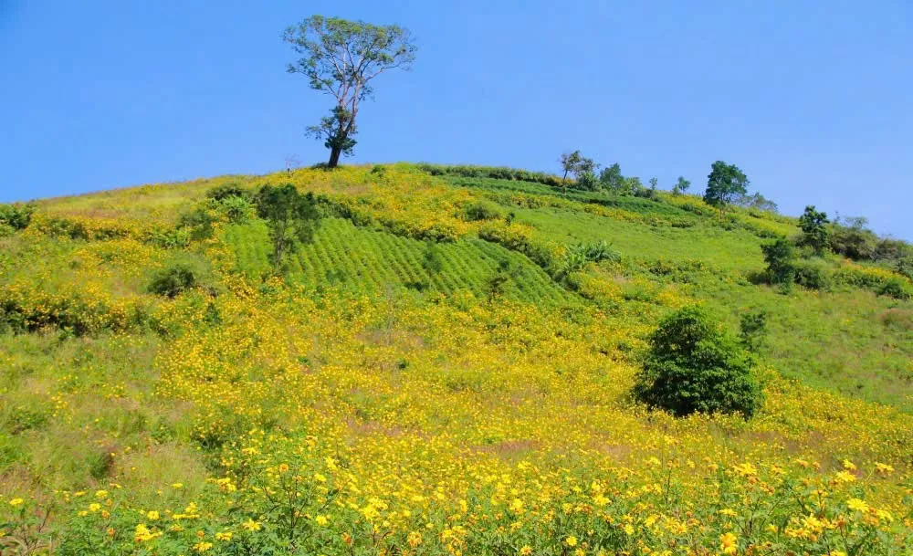 Gia Lai: Tuần lễ hoa dã quỳ - núi lửa Chư Đang Ya diễn ra vào tháng 11