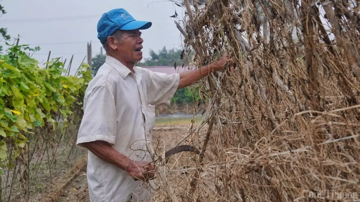 Vựa rau lớn nhất Hà Nội vực dậy sau bão Yagi