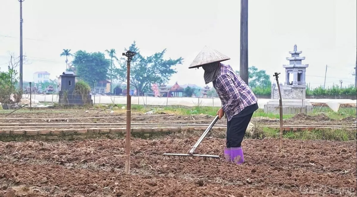 Vựa rau lớn nhất Hà Nội vực dậy sau bão Yagi