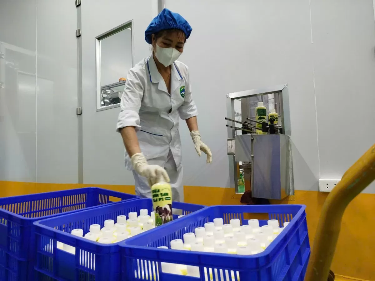 'Đột nhập' nhà máy sản xuất sữa Núi Tản Ba Vì