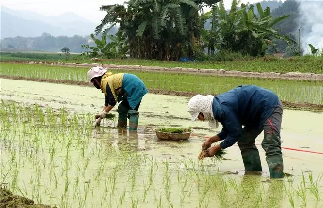 Xuất cấp hạt giống cây trồng từ nguồn dự trữ quốc gia hỗ trợ tỉnh Lào Cai khôi phục sản xuất