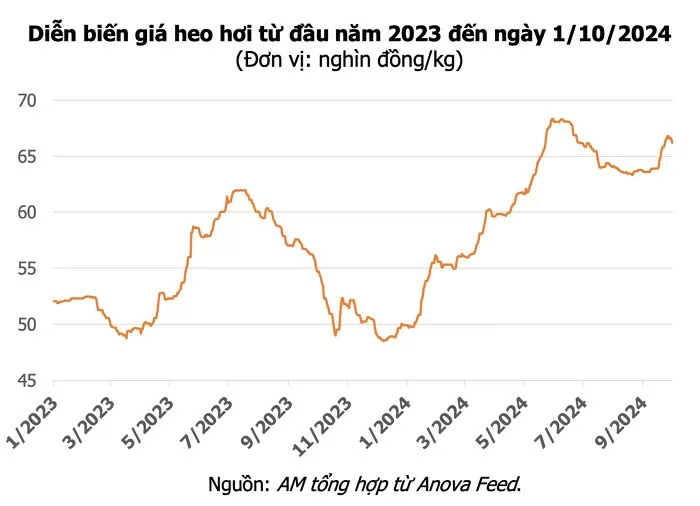 Giá heo hơi hôm nay 1/10/2024: Tiếp đà giảm trên cả nước