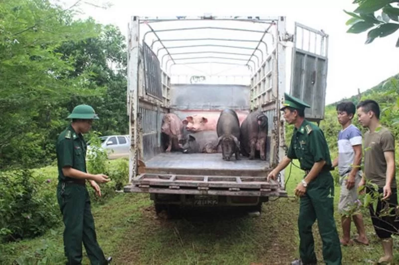 Tổng cục Hải quan chỉ đạo chống vận chuyển, nhập lậu lợn tại biên giới Tây Nam