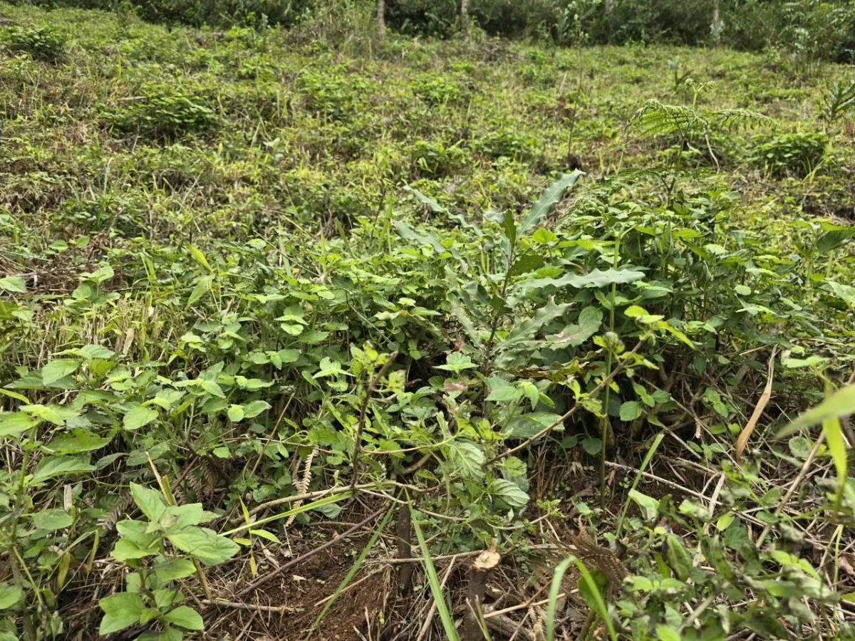 Cương quyết xử lý các vụ lấn chiếm đất lâm nghiệp làm nương rẫy tại TP. Đà Lạt