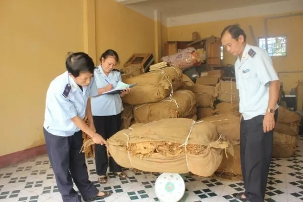   Cán bộ Đội Kiểm soát, Cục Hải quan tỉnh đang kiểm đếm số lượng thuốc lá lá bị tạm giữ.