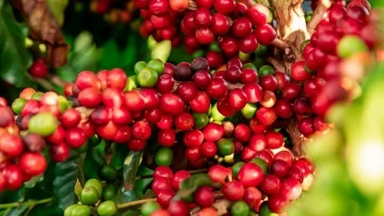 Giá cà phê xuất khẩu Robusta bất ngờ giảm mạnh