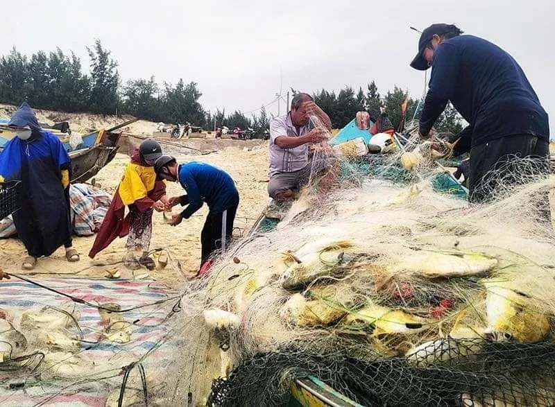 Quảng Bình: Ngư dân xã Hải Ninh trúng đậm luồng cá chim vàng