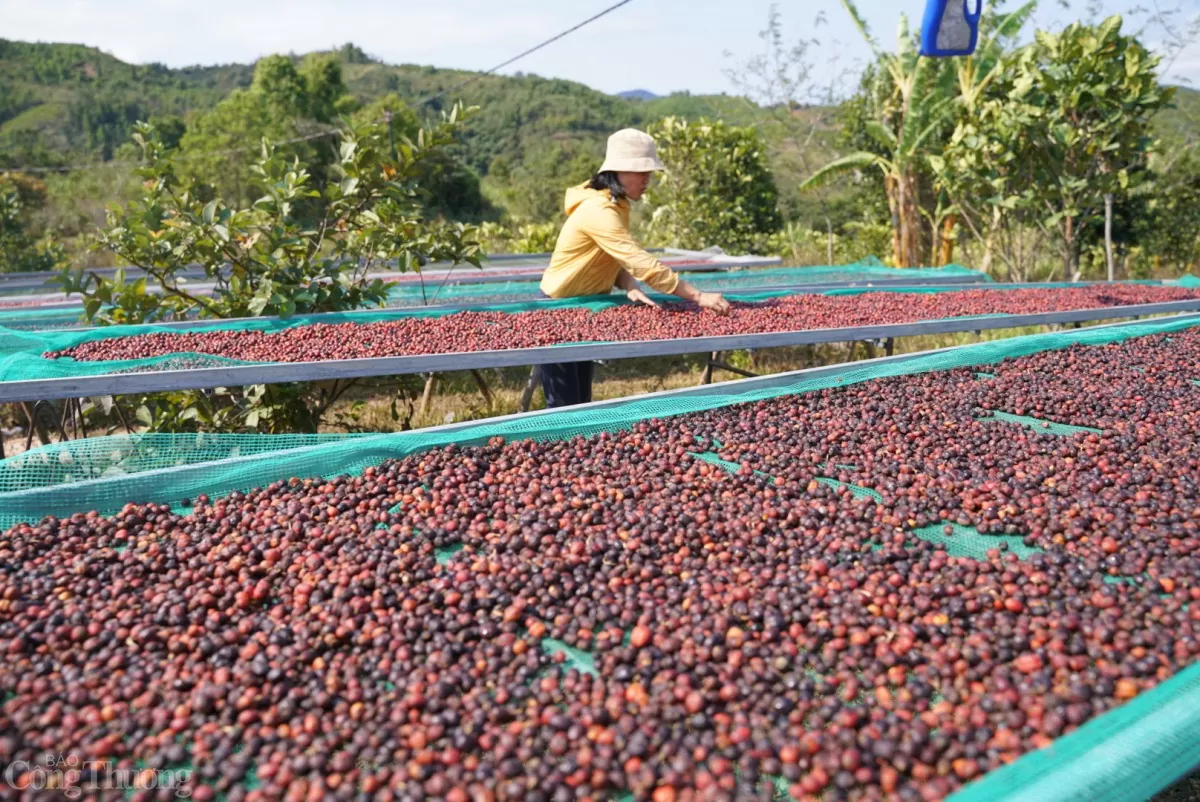 Độc đáo sản phẩm du lịch trải nghiệm hái cà phê tại đỉnh Trường Sơn