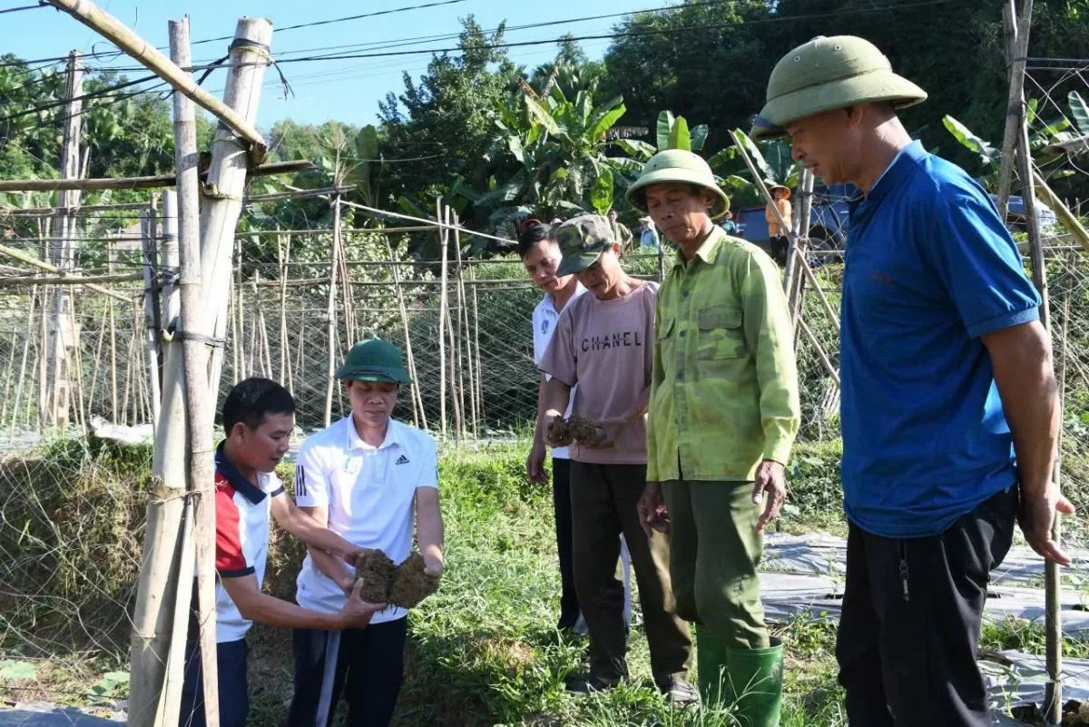 Tuyên Quang: Xác định nguyên nhân giun chui lên mặt đất khiến người dân hoang mang