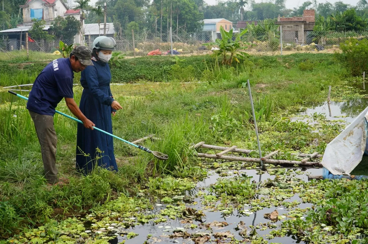 Mô hình nuôi ốc bươu của ông Lê Văn Thành bước đầu cho kết quả tốt