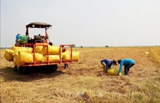 Giá lúa gạo hôm nay 8/10/2024: Giá lúa tiếp tục đi ngang, giá gạo có diễn biến mới