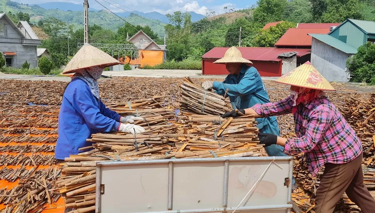 Phát triển thị trường bền vững cho sản phẩm quế: Cần xây dựng bản đồ số, thu hút nguồn lực đầu tư