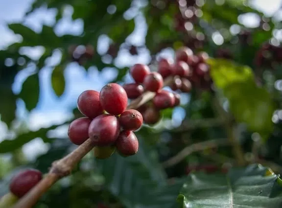 Giá cà phê biến động quá mạnh khiến nông dân Tây Nguyên vô cùng hồi hộp trước vụ thu hoạch mới