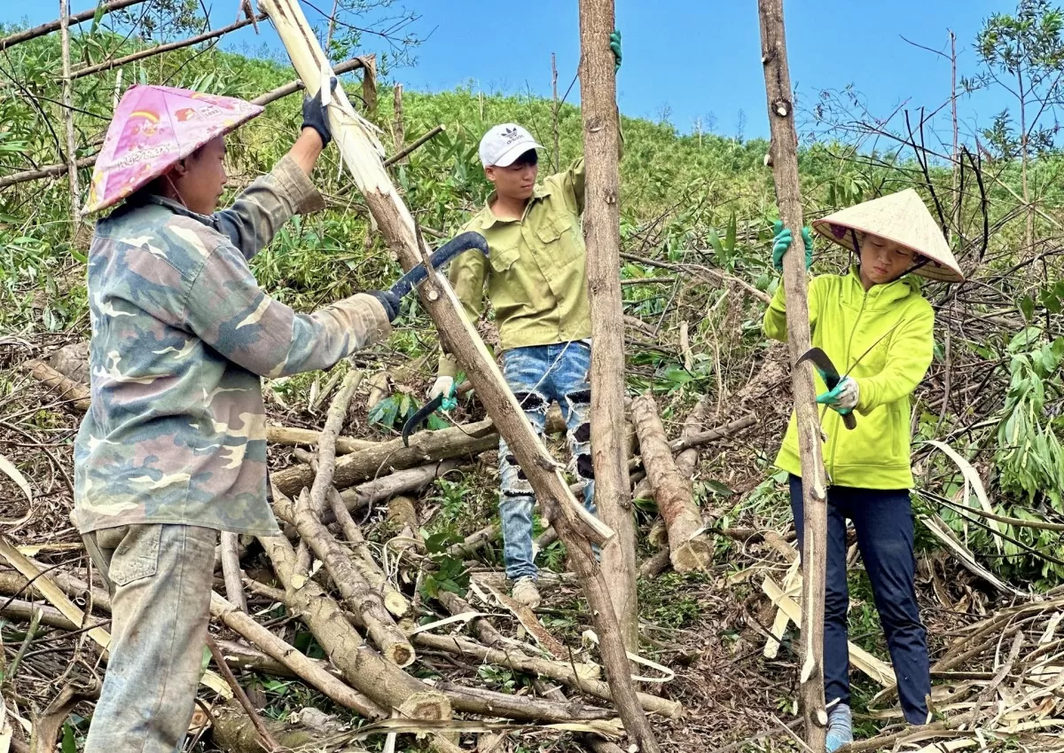 Quảng Ninh: Quyết tâm khôi phục, bảo vệ và phát triển rừng bền vững