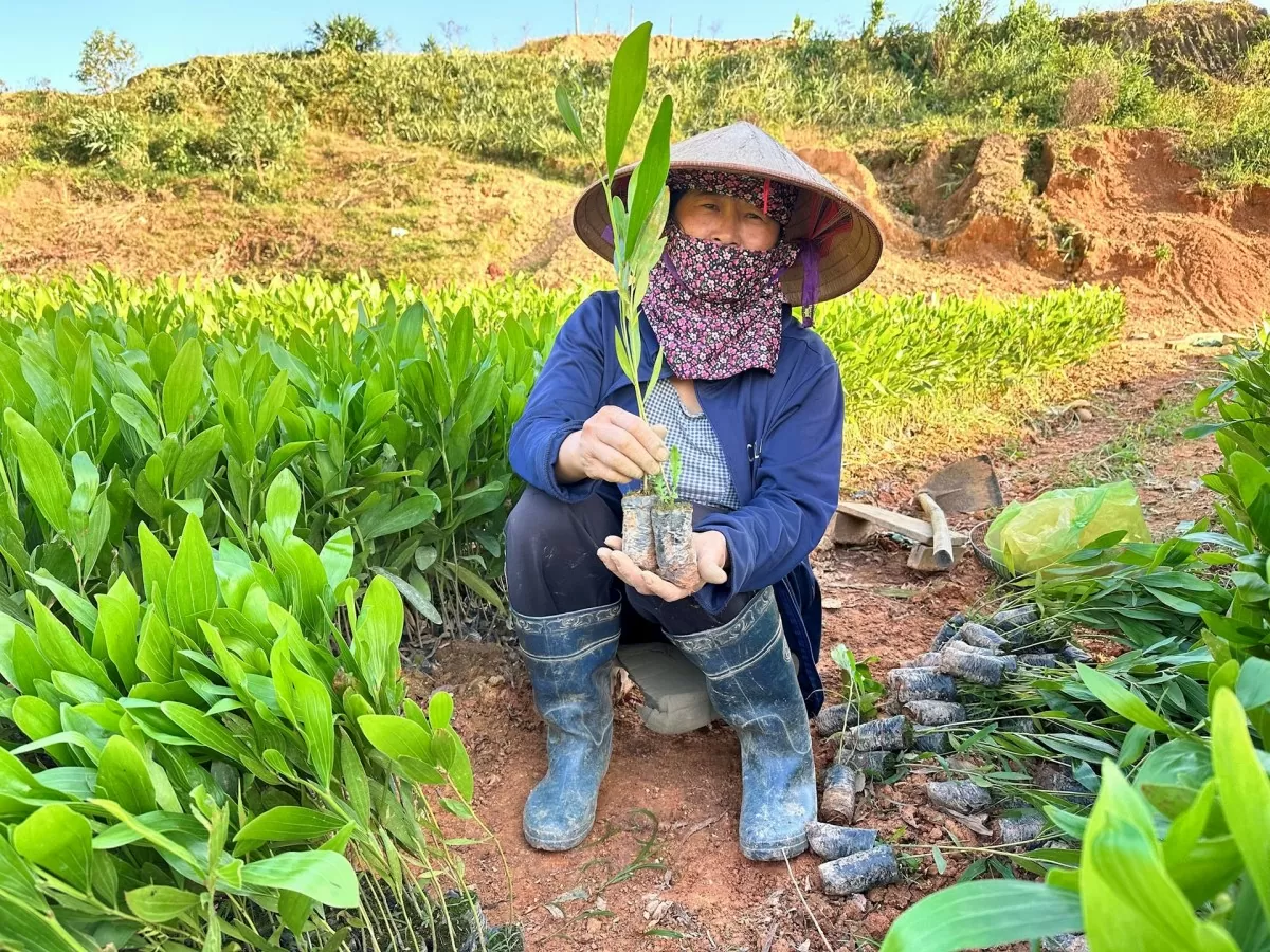 Quảng Ninh: Quyết tâm khôi phục, bảo vệ và phát triển rừng bền vững