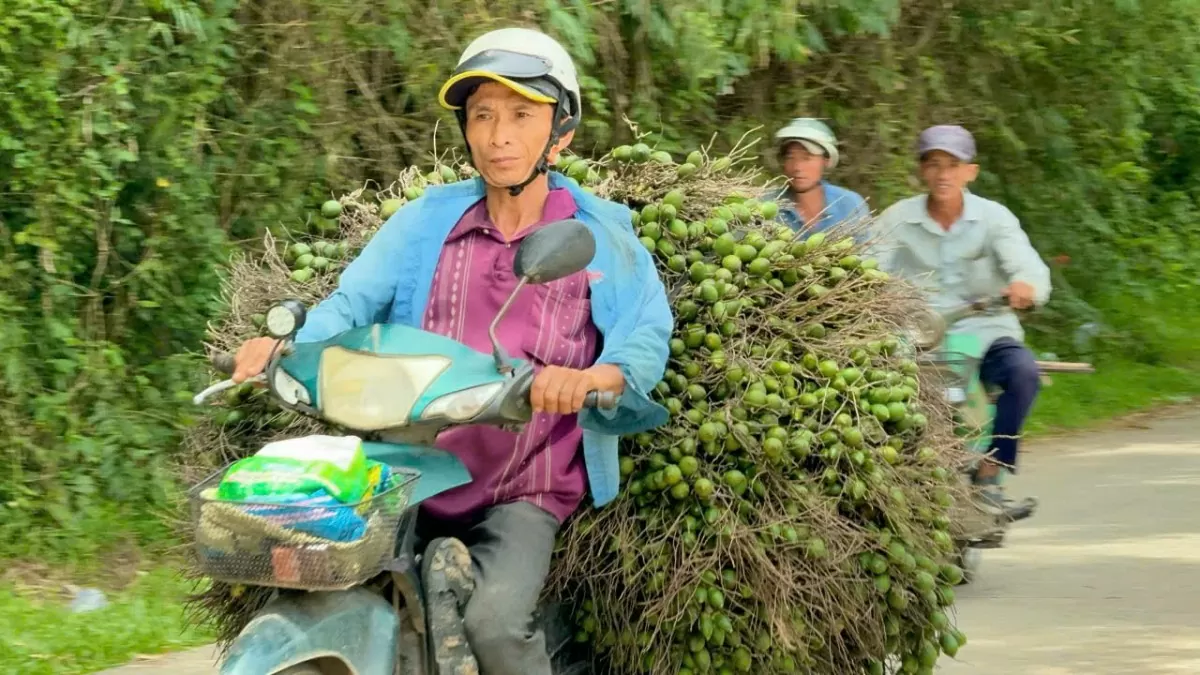 Giữa tháng Chín, ông Duy bán 1 đợt với giá chưa đến 70.000 đồng/kg. Chỉ vài hôm sau, giá tăng lên 75.000 đồng/kg và hiện đã chạm mốc 80.000 đồng/kg.