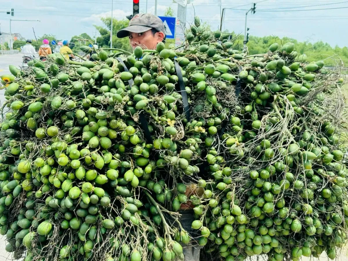 Nhà ông Duy có vườn cau gần 300 cây, một cây cau có 3-4 buồng, mỗi buồng cả chục kg. Mỗi đợt xuất bán cách nhau khoảng 20 ngày.