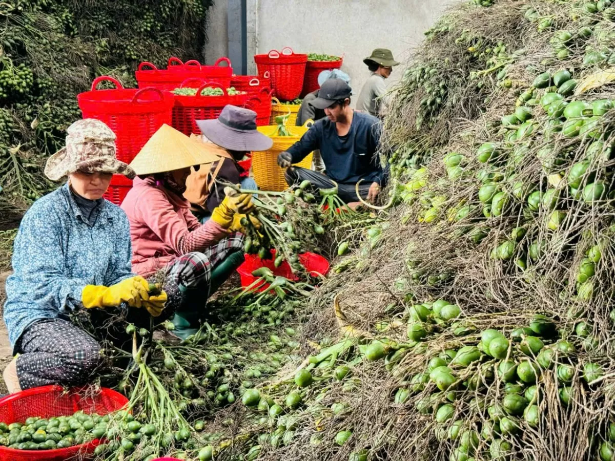 Khắp vùng Quảng Nam, Quảng Ngãi là xứ cau của miền Trung những ngày này đi đâu cũng nghe người dân bàn tán về giá cau. Có người xuýt xoa vì vừa bán cau hôm trước sang hôm sau đã thấy tiếc vì giá tăng liên tục.