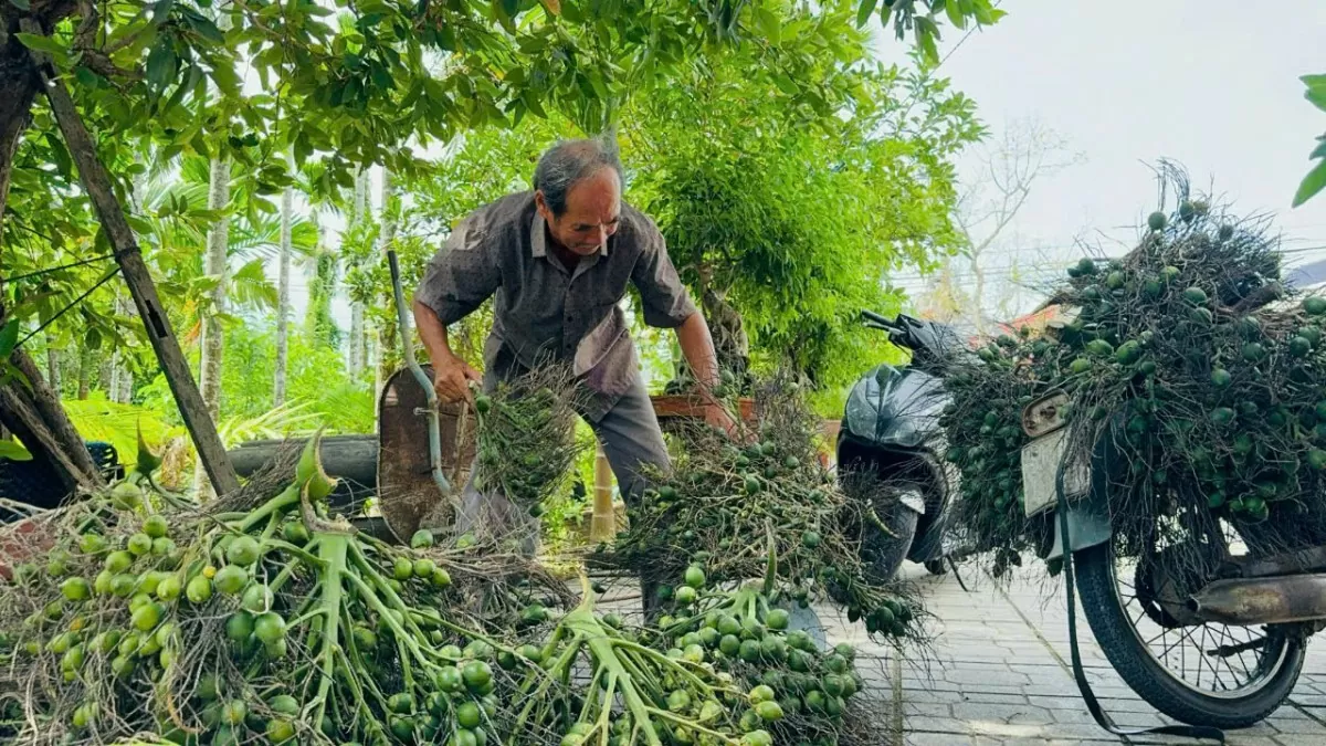 Giá cau tăng theo ngày, người trồng cau ở miền Trung tất bật thu hoạch