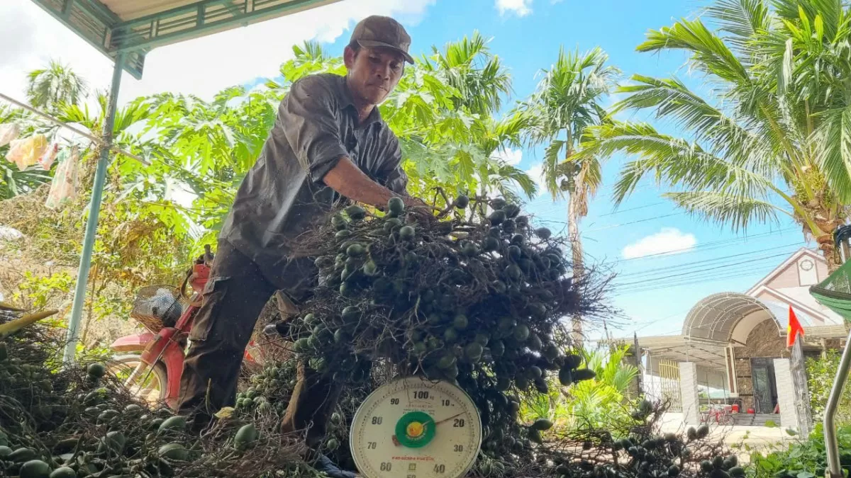 Những ngày đầu tháng 9/2024, anh Triều bán gần 500kg cau với giá 65.000-68.000/kg.