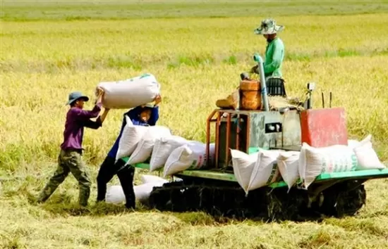 Giá lúa gạo hôm nay 14/10/2024: Giá lúa yên ắng, giá gạo trong nước tăng