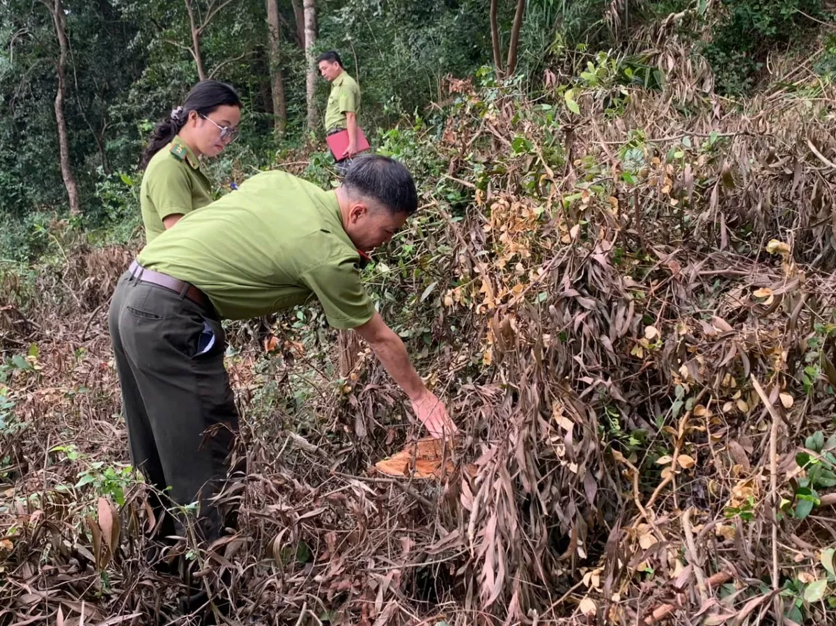 Tan hoang rừng đặc dụng thuộc Di tích Quốc gia đặc biệt đền Bà Triệu