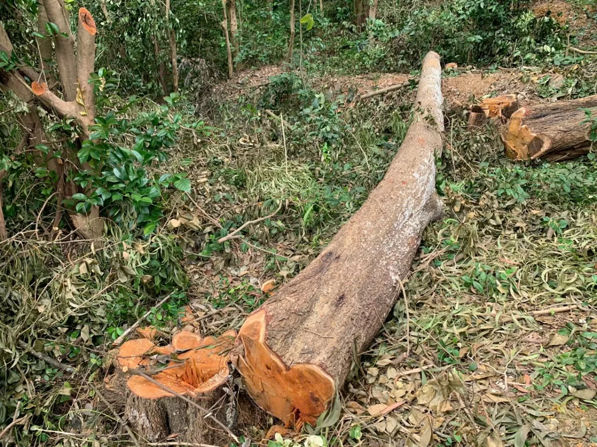 Tan hoang rừng đặc dụng thuộc Di tích Quốc gia đặc biệt đền Bà Triệu