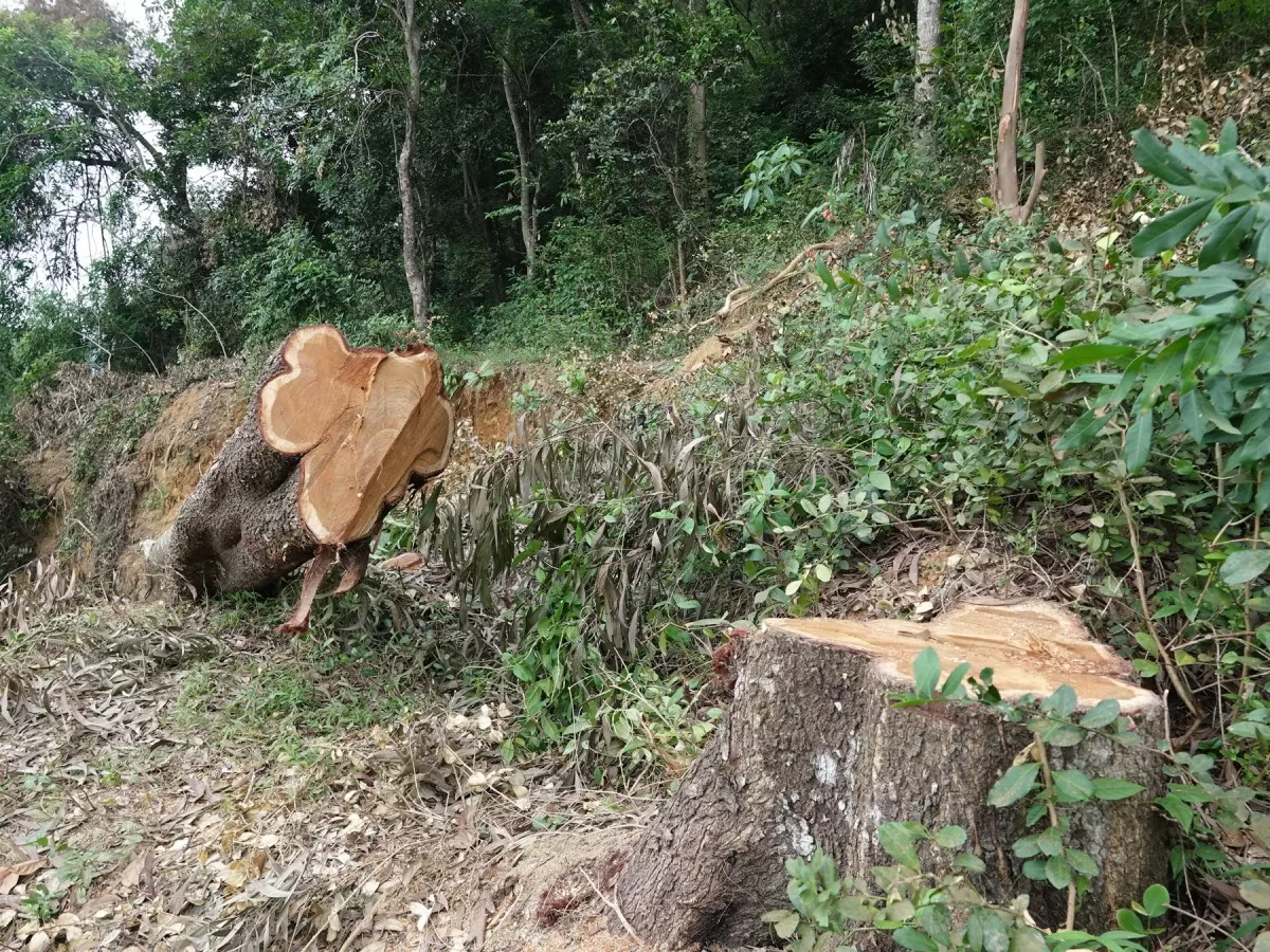 Tan hoang rừng đặc dụng thuộc Di tích Quốc gia đặc biệt đền Bà Triệu