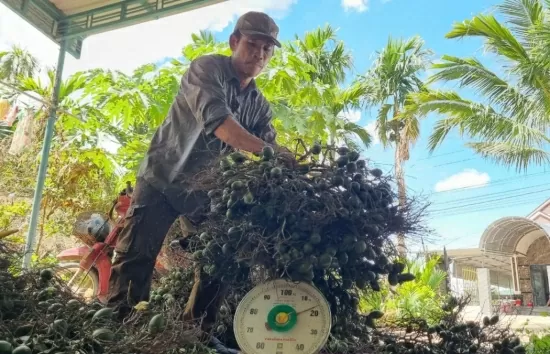 Giá cau tăng cao kỷ lục, vì sao chuyên gia cảnh báo 