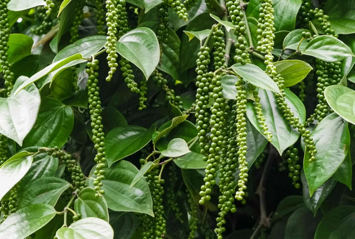 các đánh giá về triển vọng xuất khẩu hồ tiêu của Việt Nam trong thời gian tới cũng rất khả quan, giúp nông dân yên tâm đầu tư