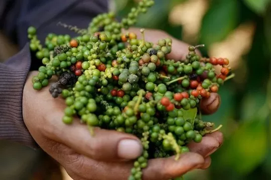 Việt Nam nhập khẩu hồ tiêu của Brazil với giá là bao nhiêu?