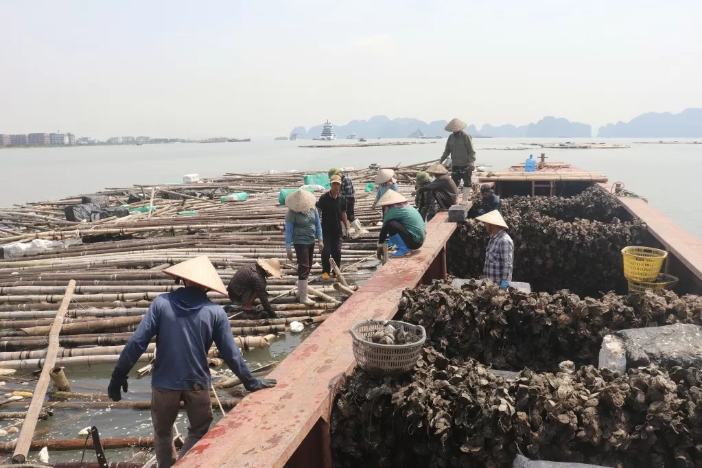 Quảng Ninh: Các hộ nuôi trồng thủy sản nhanh chóng tái thiết sản xuất