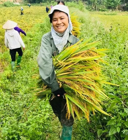 Giá lúa gạo hôm nay 17/10/2024: Giá gạo trong nước tiếp tục giảm, giá gạo xuất khẩu ổn định