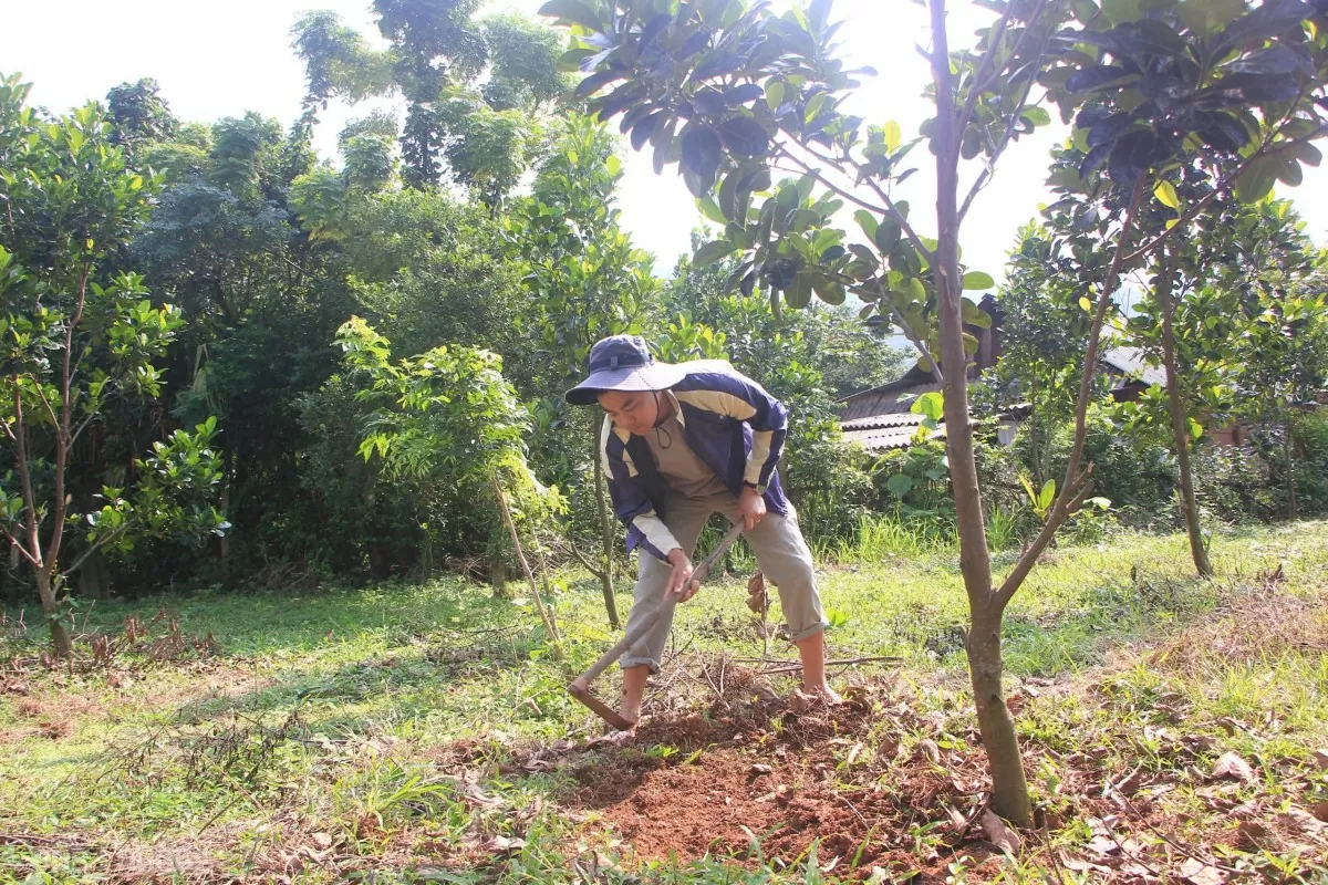 Đảng viên người dân tộc Chứt quyết thoát nghèo với cây mít ruột đỏ