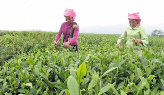 Lai Châu: Tháo gỡ khó khăn trong thực hiện Chương trình mục tiêu quốc gia