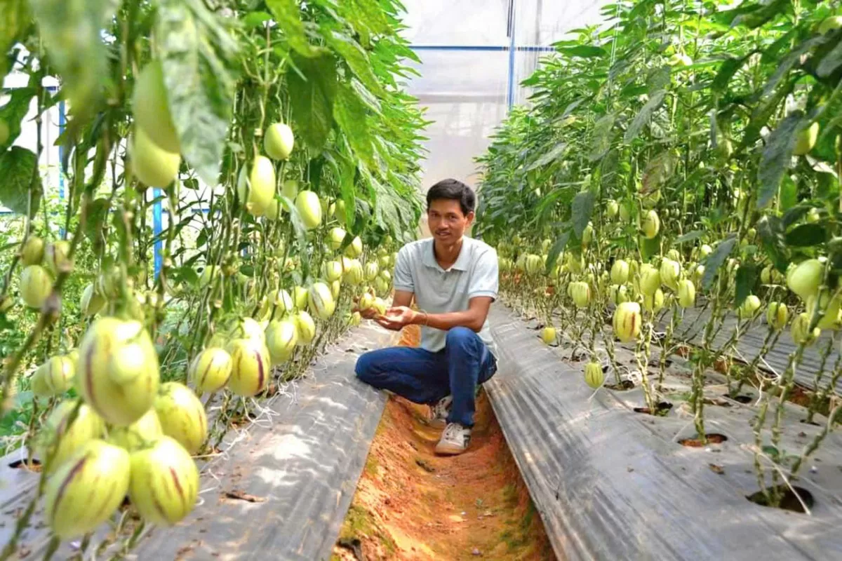 Nhiều khó khăn đang ‘kìm hãm’ sự phát triển du lịch canh nông tại Lâm Đồng