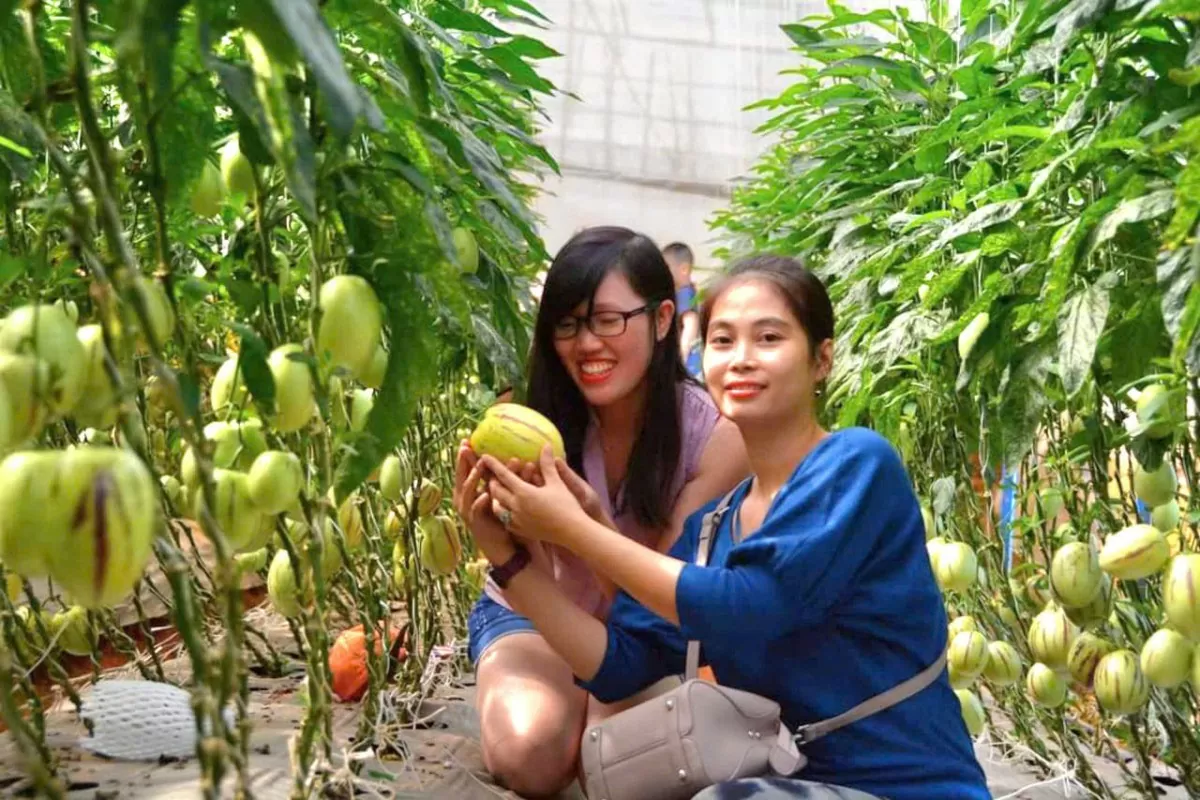 Nhiều khó khăn đang ‘kìm hãm’ sự phát triển du lịch canh nông tại Lâm Đồng