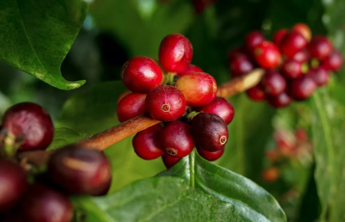 Tụt dốc liên tiếp trong 3 tuần, giá cà phê Robusta còn giảm thêm?