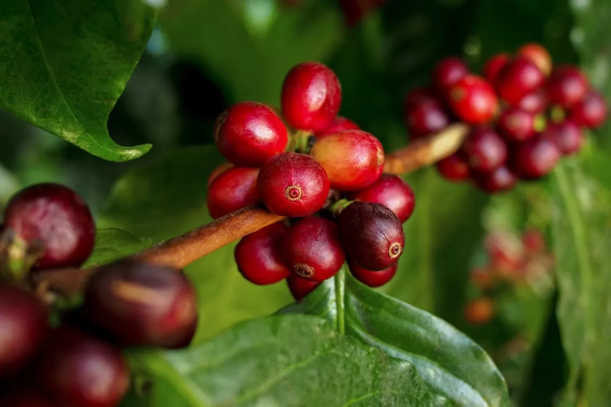 giá cà phê Robusta đã giảm liên tục và có khả năng sẽ tiếp tục giảm. 