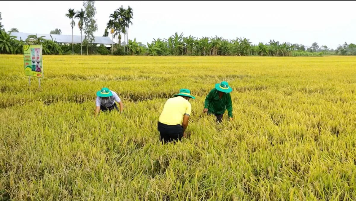 Nông dân gặt hái mùa vàng nhờ áp dụng 'Bí kíp' nông nghiệp trên nền tảng số