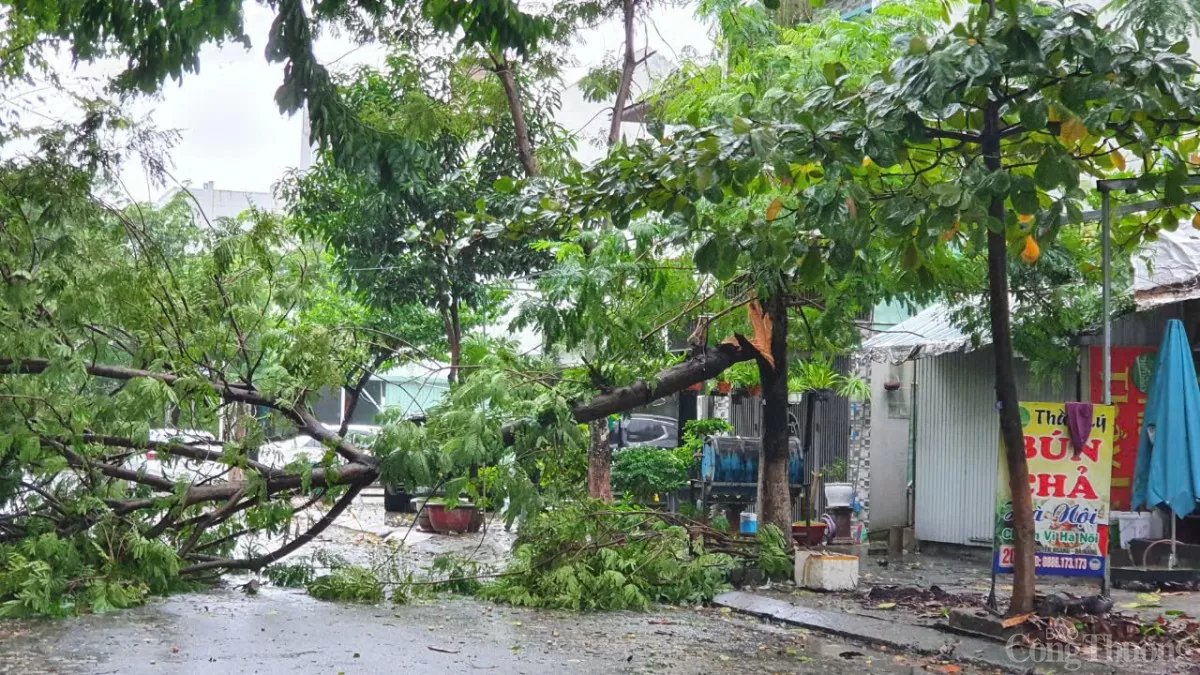 ...hoặc gãy cành đổ ngang xuống chắn đường