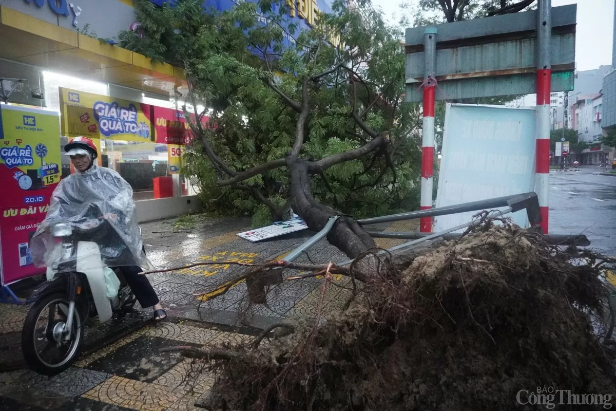 Đà Nẵng: Bão Trà Mi tiến sát, hàng loạt cây xanh bị gãy đổ