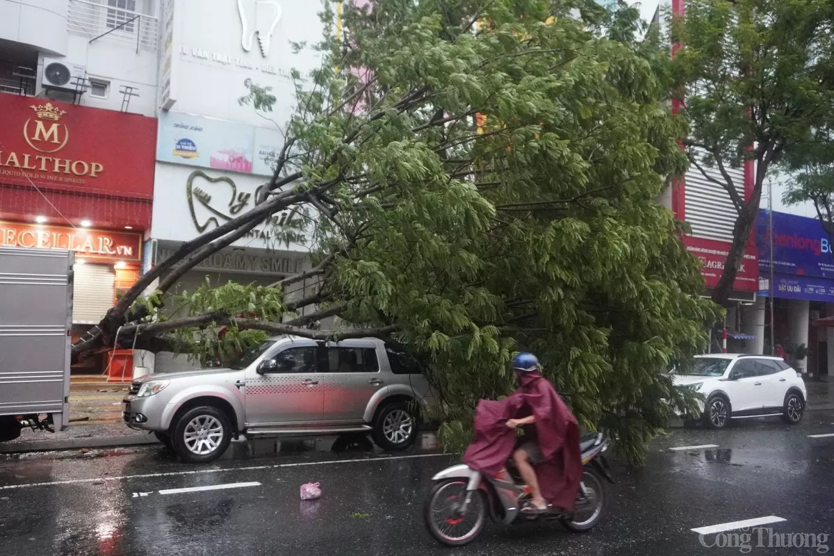 Đà Nẵng: Bão Trà Mi tiến sát, hàng loạt cây xanh bị gãy đổ