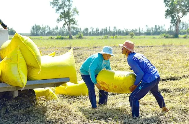 Giá lúa gạo hôm nay 27/10 và tổng kết tuần 21